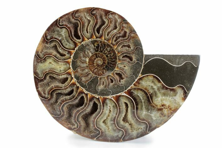 Cut & Polished Ammonite Fossil (Half) - Madagascar #362361